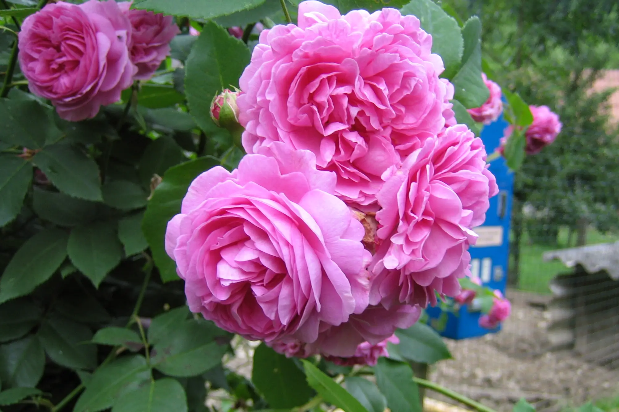 Staudengarten im Kapellenhof